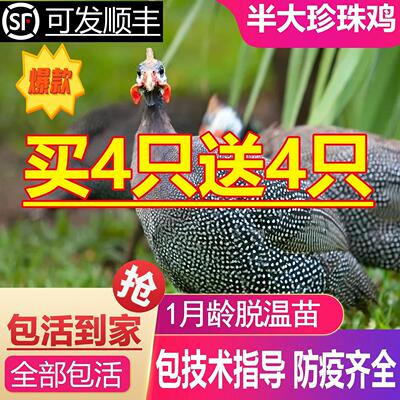 半斤一斤左右珍珠鸡小苗珍珠鸡活苗半大鸡珍珠棉鸡珍珠苗鸡脱温苗