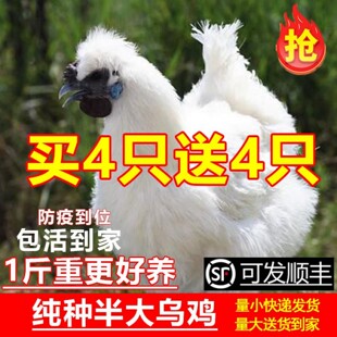 正宗乌鸡活苗纯种一斤半斤乌鸡苗乌骨鸡活苗白凤泰和竹丝鸡活苗