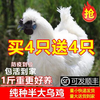 正宗乌鸡活苗纯种一斤半斤乌鸡苗乌骨鸡活苗白凤泰和竹丝鸡活苗