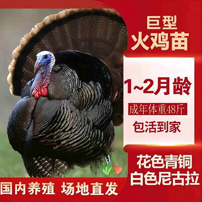 巨型火鸡苗活体包邮包活到家