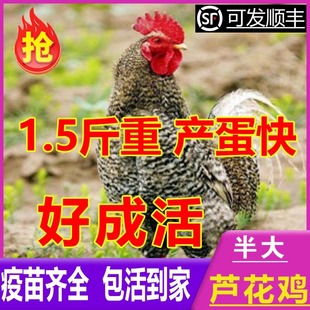 正宗芦花鸡活苗一斤半斤左右芦花鸡苗黑白绿壳蛋小鸡活苗