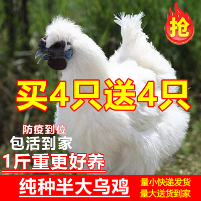 正宗乌鸡活苗纯种一斤半斤乌鸡苗乌骨鸡活苗白凤泰和竹丝鸡活苗