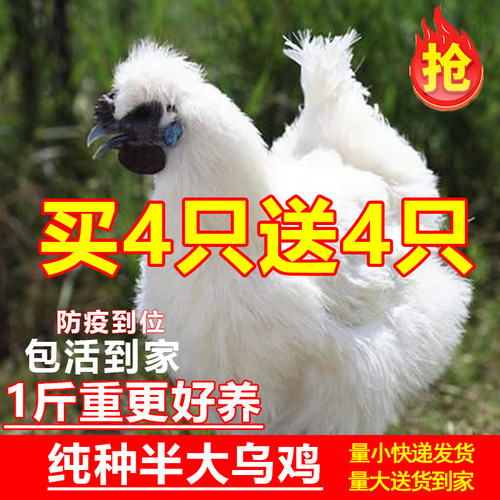 正宗乌鸡活苗纯种一斤半斤乌鸡苗乌骨鸡活苗白凤泰和竹丝鸡活苗