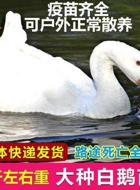 1一斤大鹅苗鹅活苗大种白鹅苗大白鹅苗三花鹅白鹅苗五龙鹅百子鹅