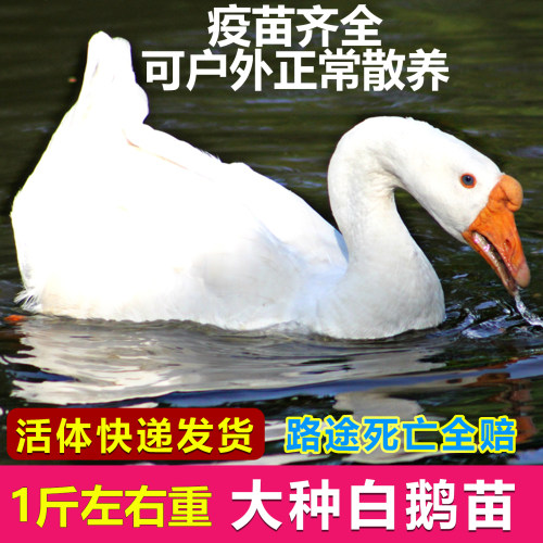 白鹅三花鹅百子鹅包邮包活到家