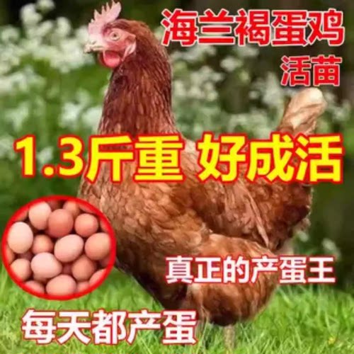 青年海兰褐蛋鸡包活到家