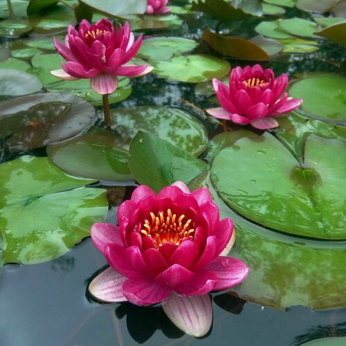 耐寒睡莲带花苞池塘水培植物四季