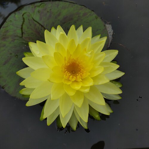 进口名贵精品耐寒睡莲花根茎水生花卉品种:普拉卡 盆缸水池塘院..