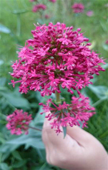 北京花园园艺 红花鹿子草盆栽苗多年生可切花叶根可食用香料植物,鲜花速递/花卉仿真/绿植园艺,时令草本花卉,淘宝优惠券,粉丝福利购,淘宝优惠卷