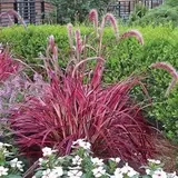 北京花园园艺直销火焰狼尾草叶色红艳植株矮化盆栽观赏花境美化