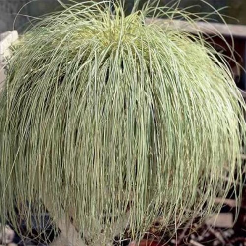 金丝苔草一一埃弗里斯 金色条纹密集下垂叶片似彩叶观赏苔草点缀