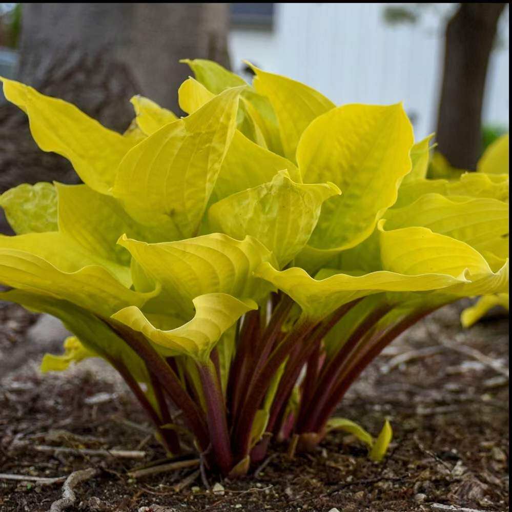 金叶紫杆玉簪 春季叶色金光明丽 夏秋偏绿多年生盆栽书房办公桌