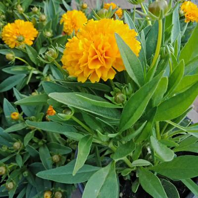 矮本全重瓣金鸡菊宿根至五月正值