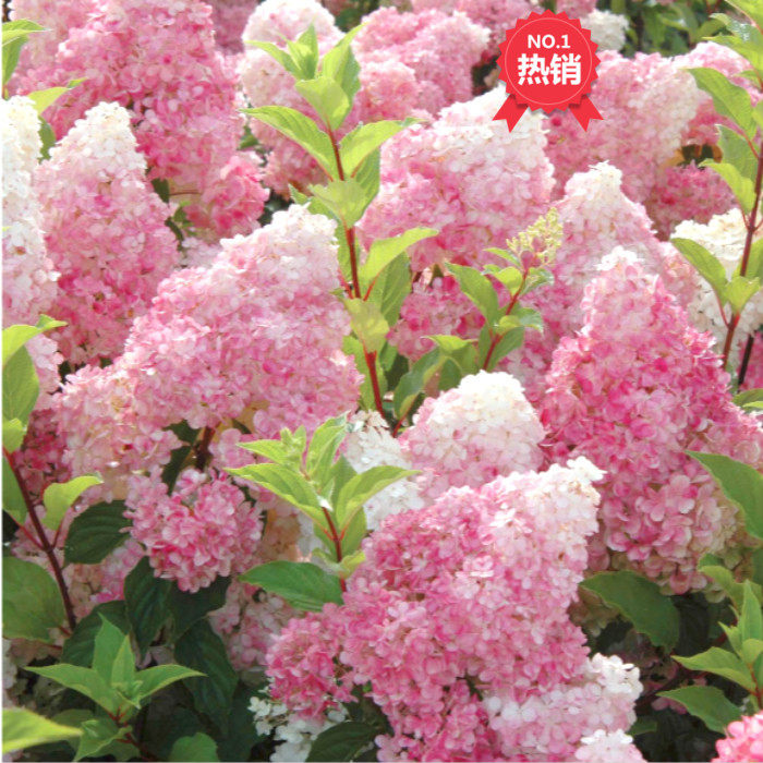 北京花园园艺 月光香草草莓木本绣球新款庭院植物花卉6至9月开花