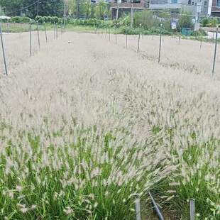 小兔子狼尾草 多年生宿根花卉庭院阳台种植非常耐热耐寒易种植