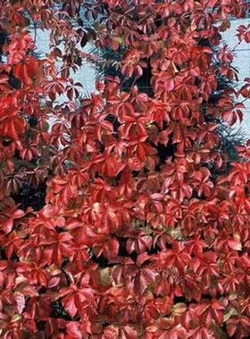 爬山虎 美国五叶地锦 生长迅速 叶色深秋红艳 护墙河坡美化二年苗