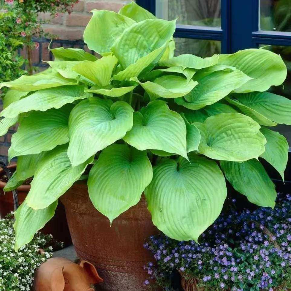 巨无霸玉簪 叶片黄绿色橄榄绿 最高80cm蓬径20-60cm庭院观叶花卉