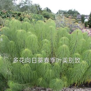 宿根多花向日葵盆栽苗庭院花园阳台盆栽花卉植物耐寒耐热易活