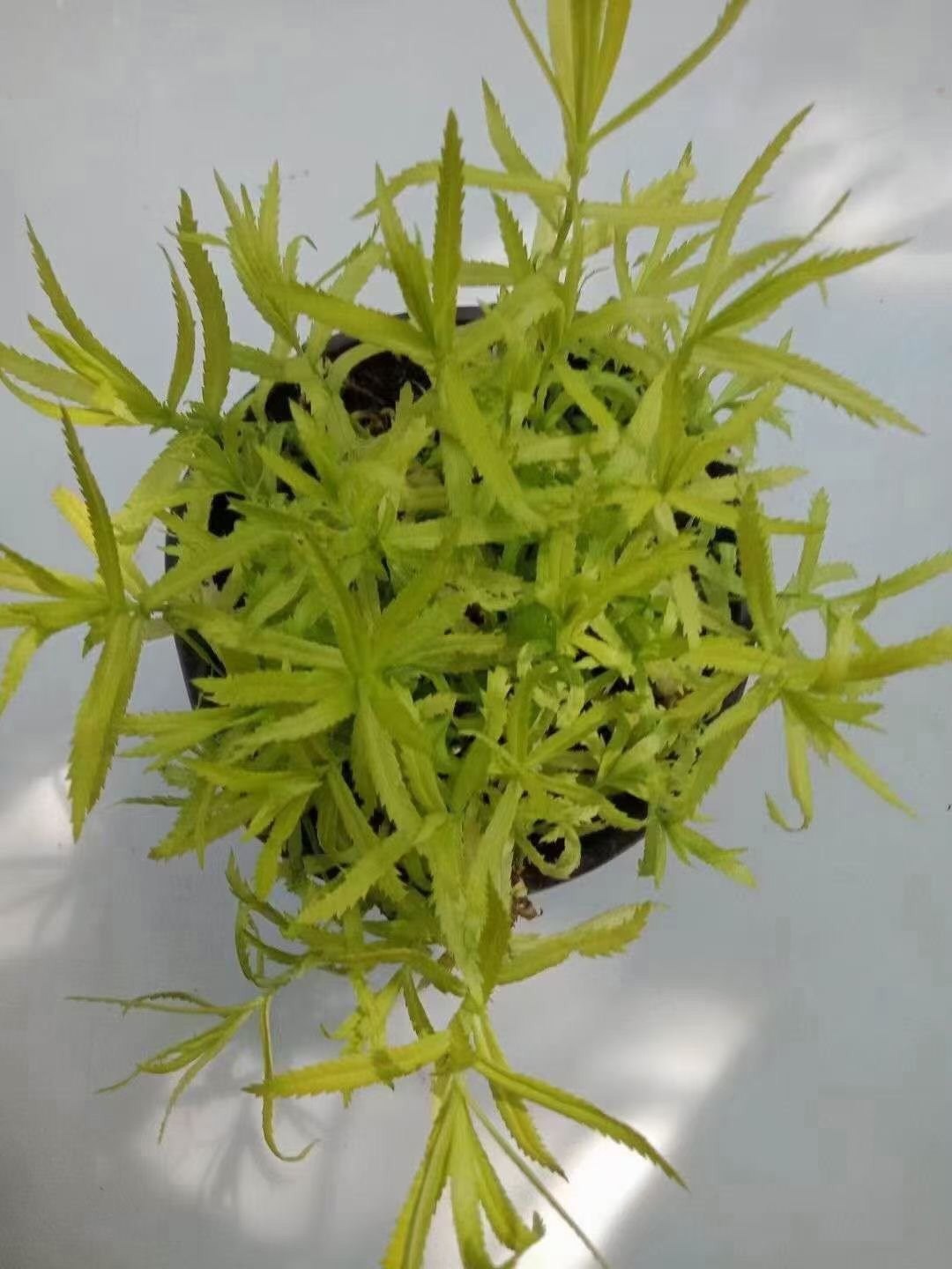 金叶珍珠西洋蓍草 叶色金黄夏秋开重瓣小白花适花境布置盆栽观赏