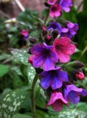 美丽花叶肺草 多年生耐半荫耐寒银白色斑点 春至秋开红蓝双色花朵