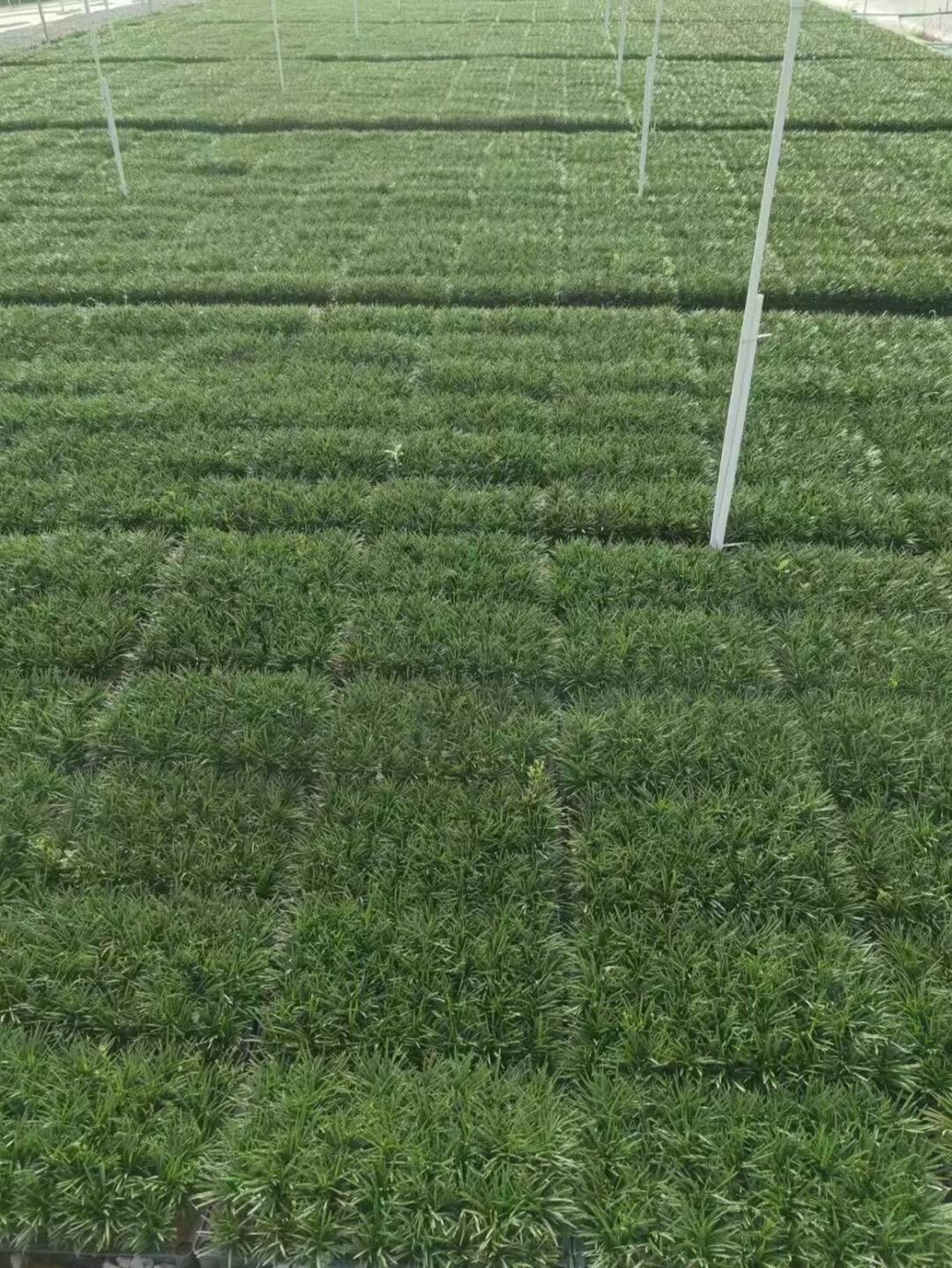 日本矮麦冬玉龙草 植物矮生平整无需修剪优秀的常绿地被植物