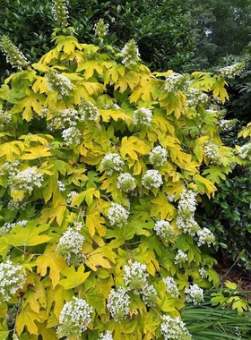 金叶小蜜蜂绣球 成株长1米左右金黄明丽叶片由黄绿色渐变紫红色