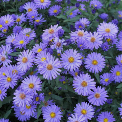 北京园艺荷兰冬季落叶宿根花卉