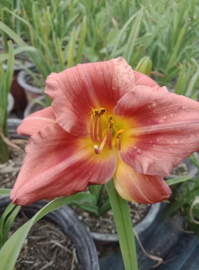 粉娃娃萱草 6至9月丰花几乎天天开株型矮壮盆栽花境地被美化