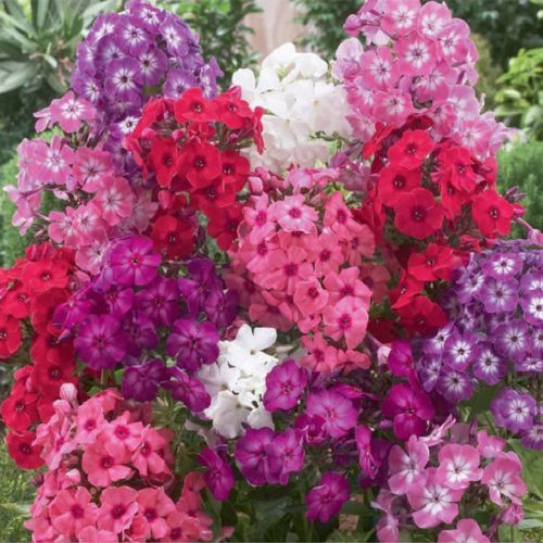 北京盆栽苗北京盆栽苗宿根耐寒