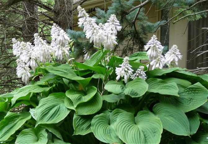 北京花园园艺 巨叶武皇帝玉簪盆栽苗 多年生宿根喜阴观叶花卉植物