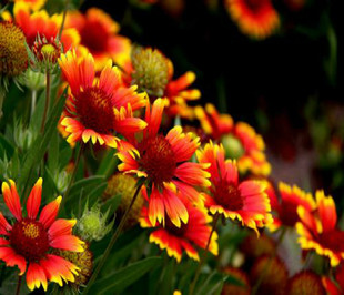 北京花园园艺 红花天人菊 多年生宿根花卉 盆栽观赏花境园林美化