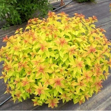 北京花园园艺 金焰绣线菊 幼叶金黄艳丽 盆栽观赏 庭院花境美化