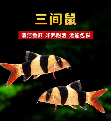 三间鼠鱼清洁底层工具鱼龙鱼配鱼