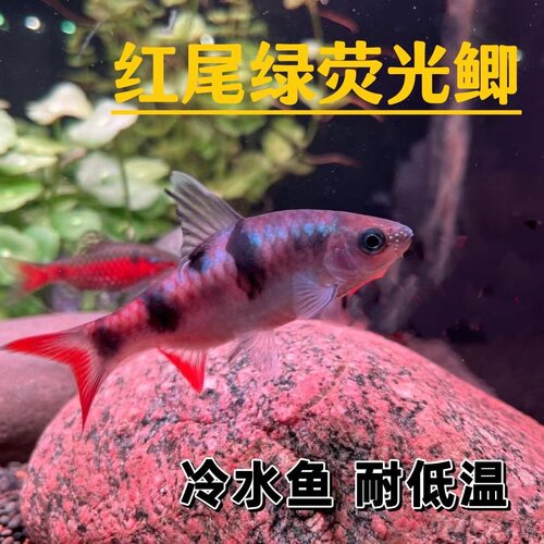 红尾绿荧光鲫耐寒原生冷水鱼