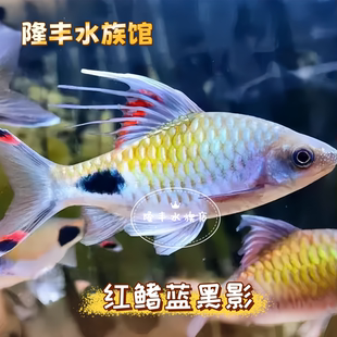 黑影道人鱼红鳍蓝高背蓝线黑影热带活体观赏鱼温顺淡水草缸原生鱼