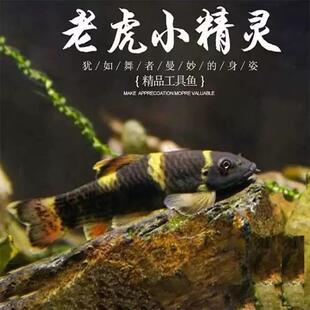 老虎小精灵鱼熊猫墨头除藻除青苔工具鱼清洁小能手好养活可混养