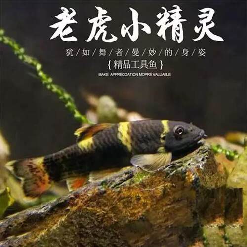 熊猫墨头除藻除青苔工具鱼原生