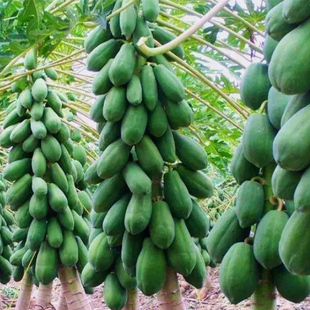 台湾农友红妃6号木瓜种子进口杂交种特高产红心木瓜种籽春季夏季