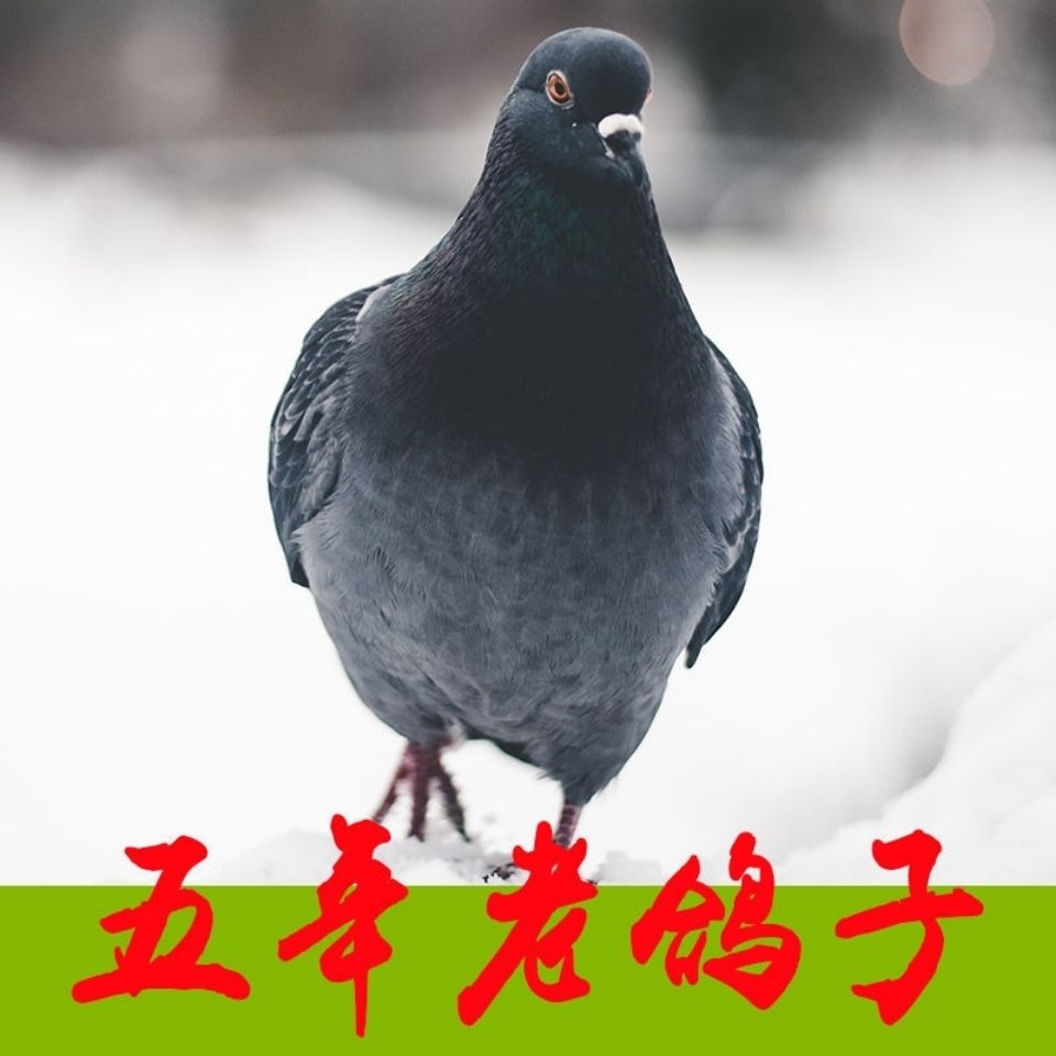 大山家养5年老鸽子特价包邮