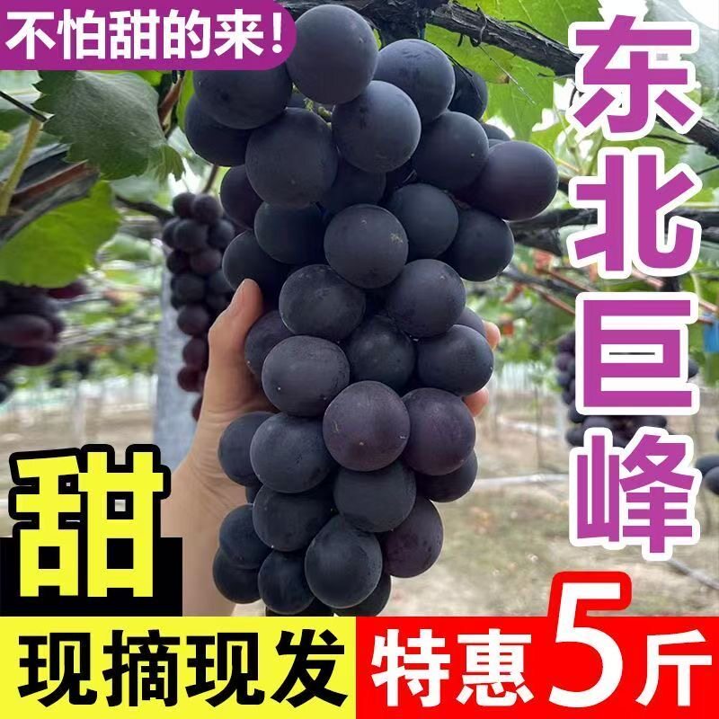 现摘东北巨峰葡萄新鲜现摘现发孕妇水果当季乒葡萄乓球整箱辽宁峰