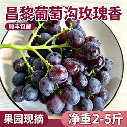 昌黎葡萄沟正宗玫瑰香无籽葡萄现摘应季新鲜水果自家果园顺丰包邮