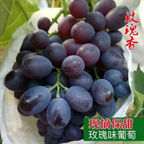 正宗昌黎玫瑰香葡萄无籽 当季现摘自家果园鲜果2-5斤顺丰包邮