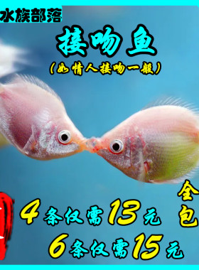 亲亲鱼接吻鱼易饲养亲吻鱼