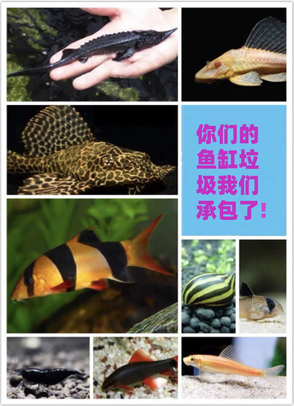 活体观赏螺清洁鱼