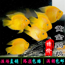 热带鱼黄金鹦鹉鱼财神鱼发财鱼风水鱼中大型元宝鱼宠物观赏鱼活体