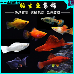 活体观赏鱼高鳍红箭剑尾鱼米奇胎生鱼热带鱼皮球玛丽鱼活体孔雀鱼