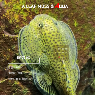 爬岩吸鳅除藻清洁观赏鱼