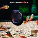 活体黑金刚工具螺高效除缸壁藻绿藻褐藻螺观赏螺鱼虾缸草缸