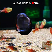 活体黑金刚工具螺高效除缸壁藻绿藻褐藻螺观赏螺鱼虾缸草缸