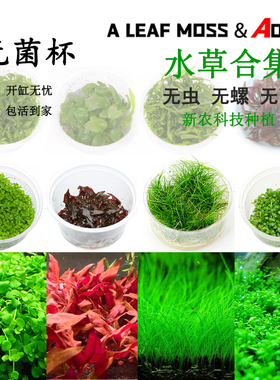 前景爬地矮珍珠趴地迷你鱼缸造景活体真水草懒人无菌杯挖耳矮牛毛